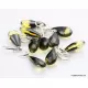 8 Faceted drops Baltic amber earrings