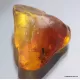 Large TERMITE inclusion in Baltic amber fossil stone
