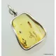 Large amulet Baltic amber silver pendant w insect inclusion 12g