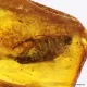 Big COCKROACH in Baltic amber fossil stone