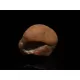 Natural Genuine Baltic Amber Sea Stone 27g