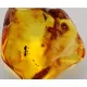 Ant Insect inclusions in Baltic amber fossil stone