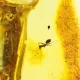 Insect inclusions in Baltic amber fossil stalactite stone