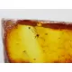 Insect inclusions in Baltic amber fossil large stone
