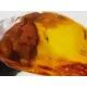 Insect inclusions in Baltic amber fossil large stone