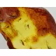 Insect inclusions in Baltic amber fossil large stone