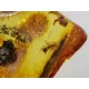 Insect inclusions in Baltic amber fossil large stone