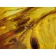 Insect inclusions in Baltic amber fossil large stone