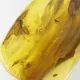 Insect inclusions in Baltic amber fossil stone
