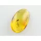 Cicada Insect inclusions in Baltic amber fossil stone
