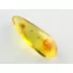 Gnat Insect inclusions in Baltic amber fossil stone