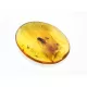 Cockroach Insect inclusions in Baltic amber fossil stone