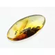 Ant Insect inclusions in Baltic amber fossil stone