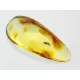 Gnat Insect inclusions in Baltic amber fossil stone