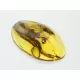 Gnat Insect inclusions in Baltic amber fossil stone