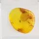 Trapped insect in Baltic amber with magnifying box