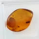 Trapped insect in Baltic amber with magnifying box