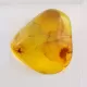 Trapped insect in Baltic amber with magnifying box