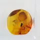 Trapped insect in Baltic amber with magnifying box