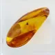 Trapped insect in Baltic amber with magnifying box