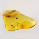 Trapped insect in Baltic amber with magnifying box