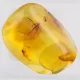 Trapped insect in Baltic amber with magnifying box