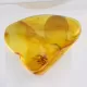 Trapped insect in Baltic amber with magnifying box