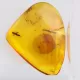 Trapped insect in Baltic amber with magnifying box