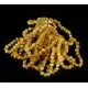 10 Butter Baltic Amber Anklets 25cm