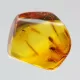 Diptera Insect inclusions in Baltic amber fossil stone