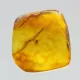 Diptera Insect inclusions in Baltic amber fossil stone