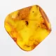 Beetle Insect inclusions in Baltic amber fossil stone