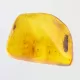 Cicada Insect inclusions in Baltic amber fossil stone