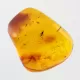 Gnat Insect inclusions in Baltic amber fossil stone