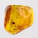 Diptera Insect inclusions in Baltic amber fossil stone