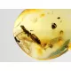 Diptera Insect inclusions in Baltic amber fossil stone