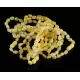 10 Butter BEANS Baltic amber adult bracelets 18cm