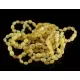 10 Butter BEANS Baltic amber adult bracelets 18cm