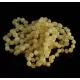 10 Milk BAROQUE Baltic amber teething bracelets 14cm
