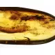 Crane Fly Insect inclusions in Baltic amber fossil amulet stone