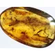 Swarm Insect inclusions in Baltic amber fossil amulet stone
