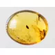 Beetle Insect inclusions in Baltic amber fossil amulet stone