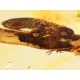 Rare Stalactite Free-Shaped Baltic Amber Stone
