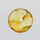 Donut shape Baltic amber pendant medallion