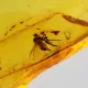 Diptera Insect inclusions in Baltic amber fossil stone