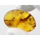 Insect inclusions in Baltic amber fossil stone