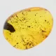 Gnat Insect inclusions in Baltic amber fossil stone
