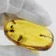 Insect inclusions in Baltic amber fossil big stone