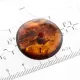 Donut shape Baltic amber pendant medallion