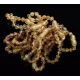 10 Raw Green BAROQUE Baltic amber teething bracelets 14cm